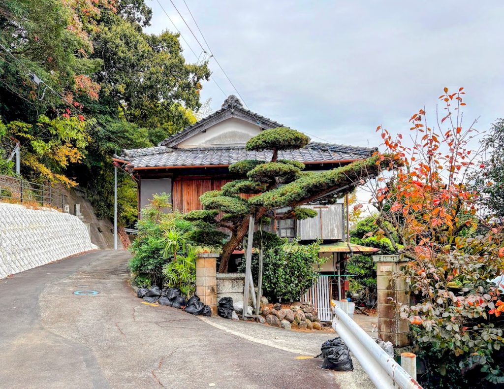 IMG_5048-EDIT-EDIT-1024x790 ミカンもぎの手伝い