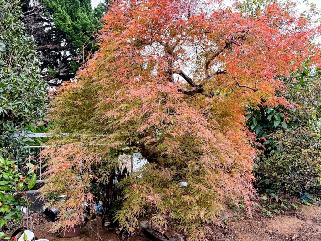 IMG_5055-EDIT-1024x768 ミカンもぎの手伝い