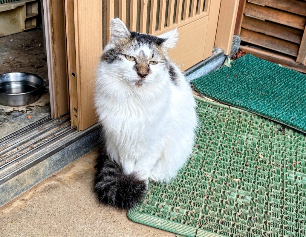 IMG_5058-EDIT-1024x794 ミカンもぎの手伝い