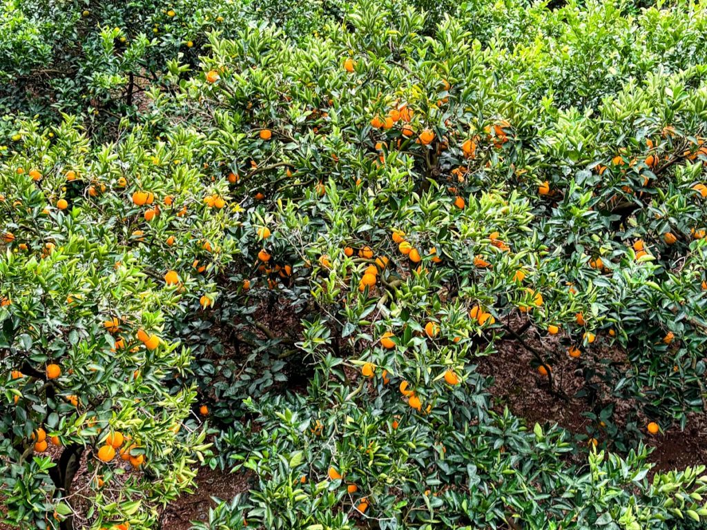 IMG_5059-EDIT-1024x768 ミカンもぎの手伝い