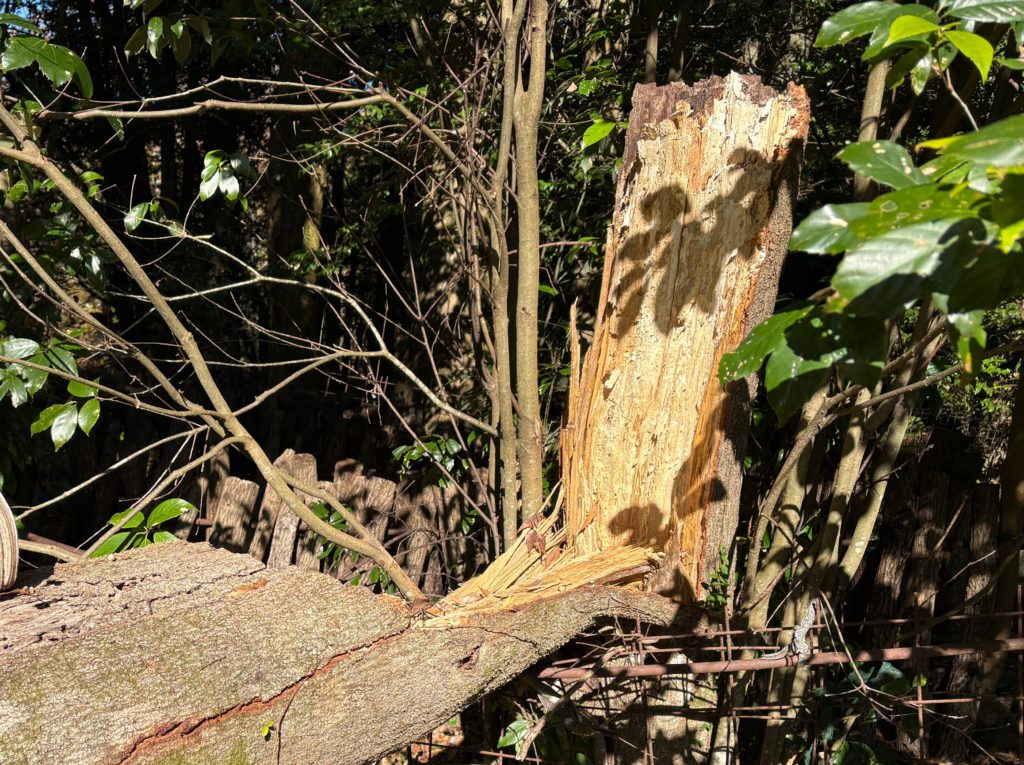 IMG_5068-1024x765 今日のミカンもぎは、午後から