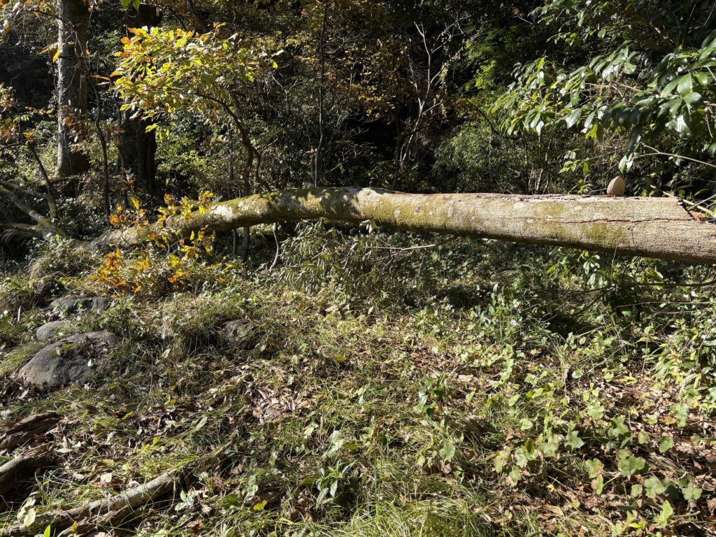 IMG_5069-1024x768 今日のミカンもぎは、午後から