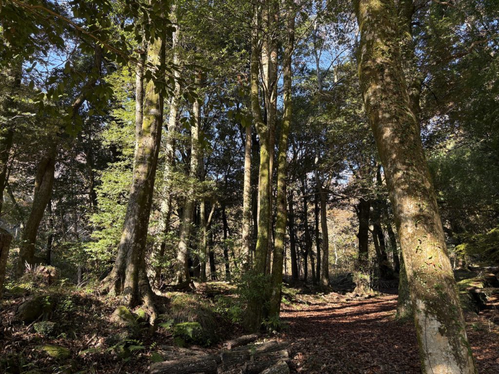 IMG_5073-1024x768 今日のミカンもぎは、午後から