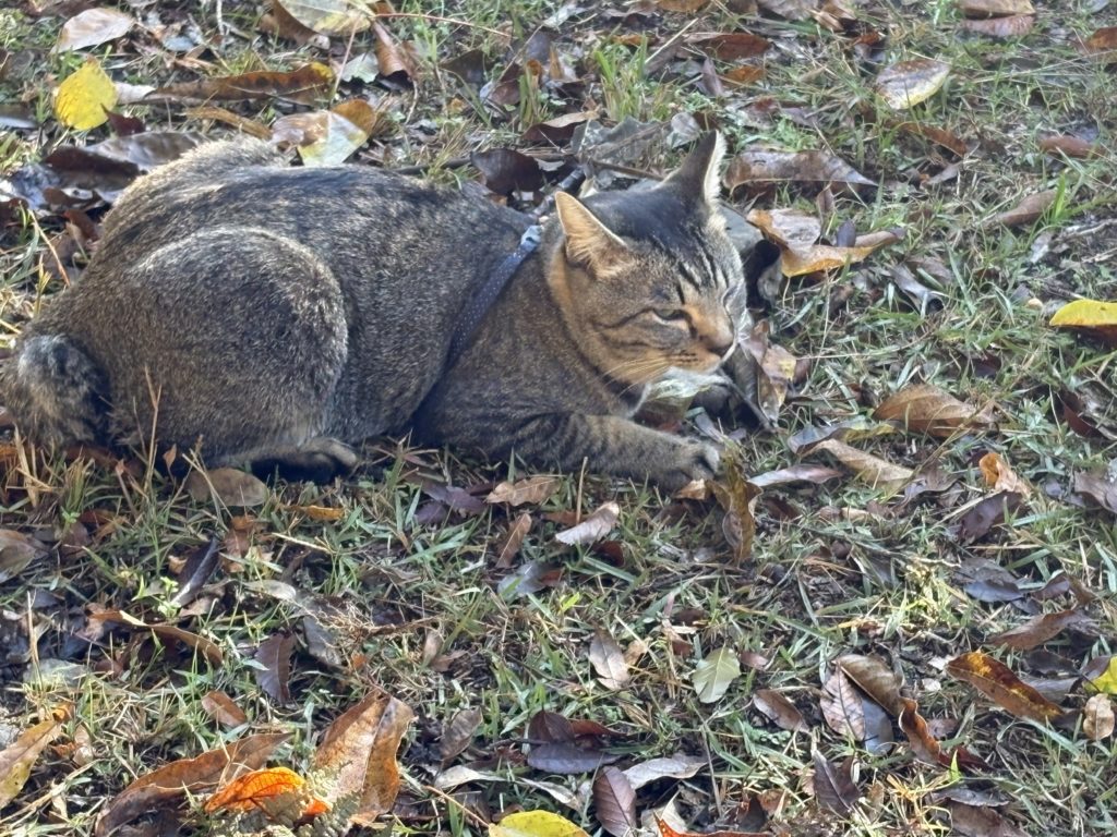 IMG_5076-1024x768 今日のミカンもぎは、午後から