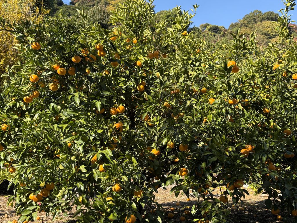 IMG_5088-1024x768 今日のミカンもぎは、午後から