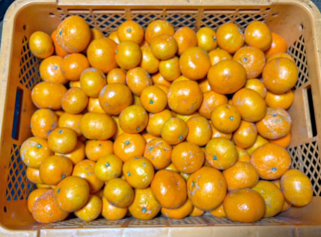 IMG_5095-EDIT-1024x755 今日のミカンもぎは、午後から