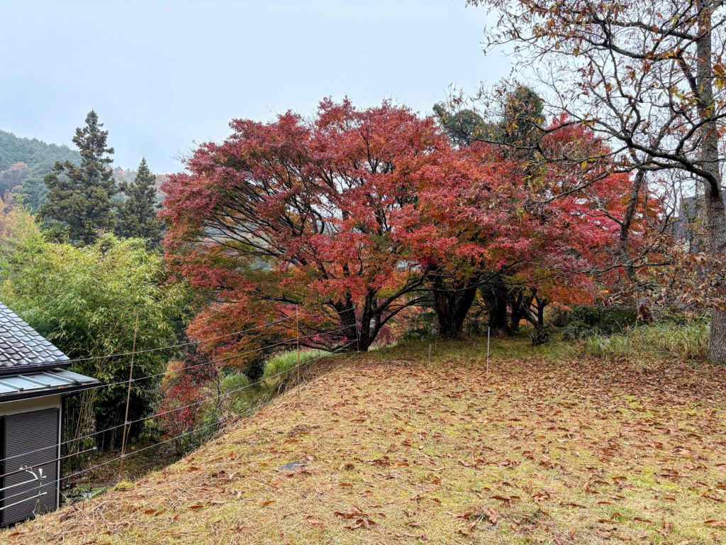 IMG_5101-EDIT-1024x768 本日のみかんもぎは午前中で終了