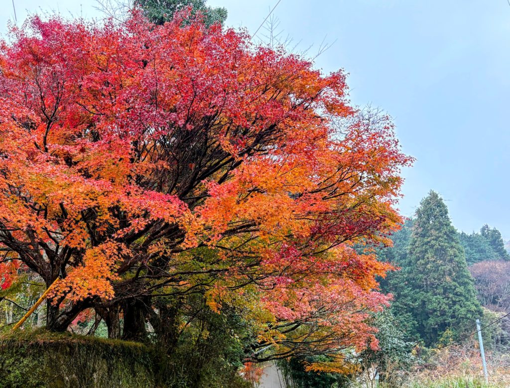 IMG_5102-EDIT-1024x779 本日のみかんもぎは午前中で終了