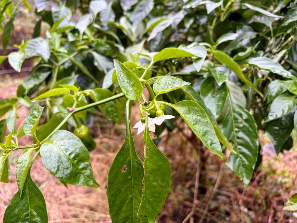 IMG_5105-1024x768 本日のみかんもぎは午前中で終了