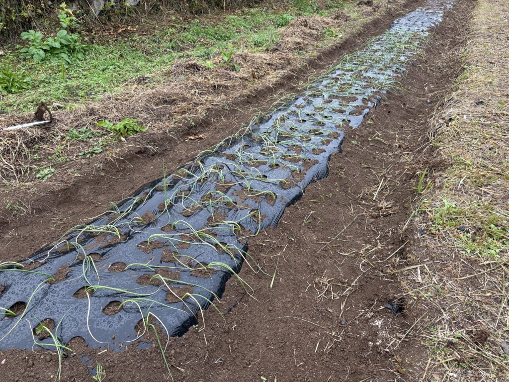 IMG_5106-1024x768 本日のみかんもぎは午前中で終了