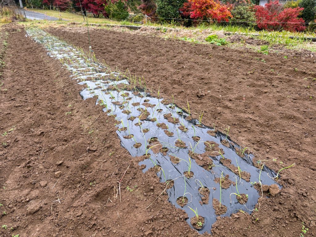 IMG_5108-1024x768 本日のみかんもぎは午前中で終了