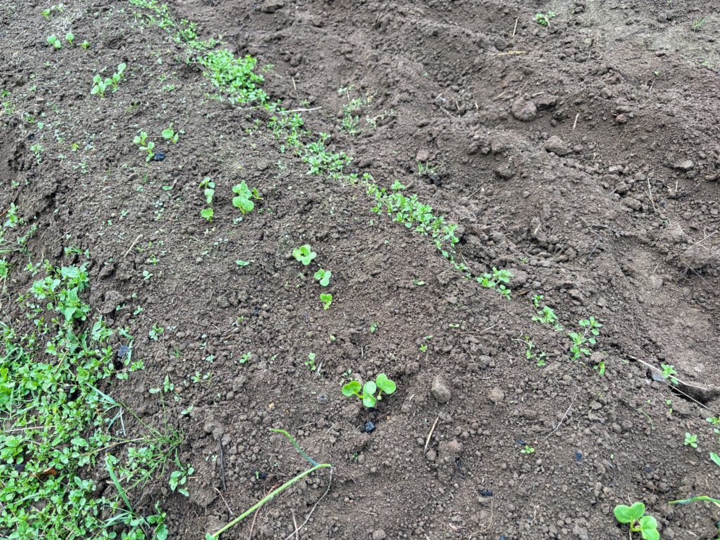 IMG_5109-1024x768 本日のみかんもぎは午前中で終了