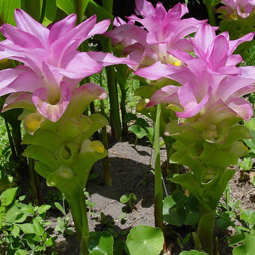 000000010035_2_lFqEcHC 今日から、みかん狩り、再開