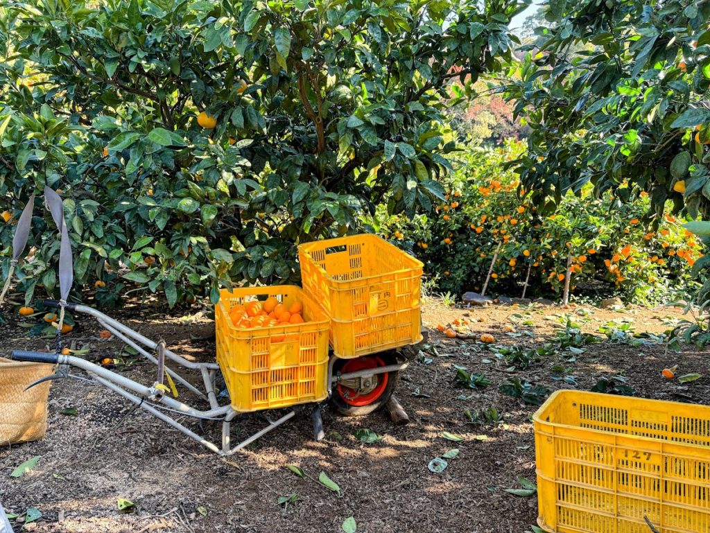 IMG_5166-EDIT-1024x769 本年もあと1か月&ミカンもぎ