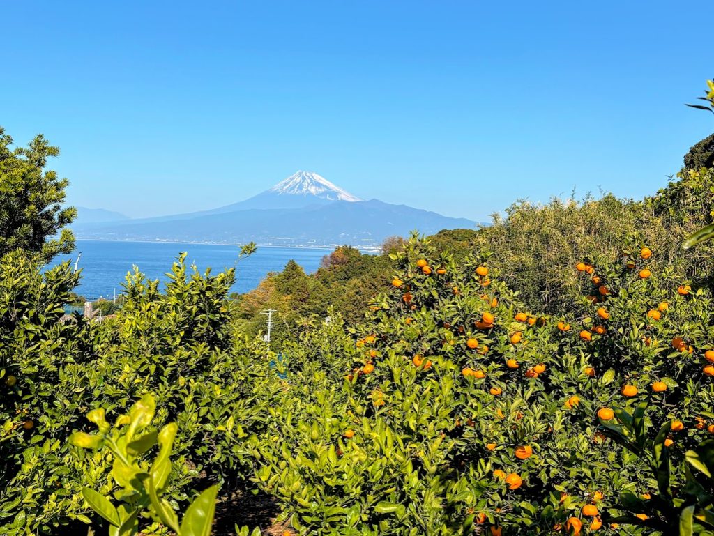 IMG_5172-EDIT-1024x769 本年もあと1か月&ミカンもぎ