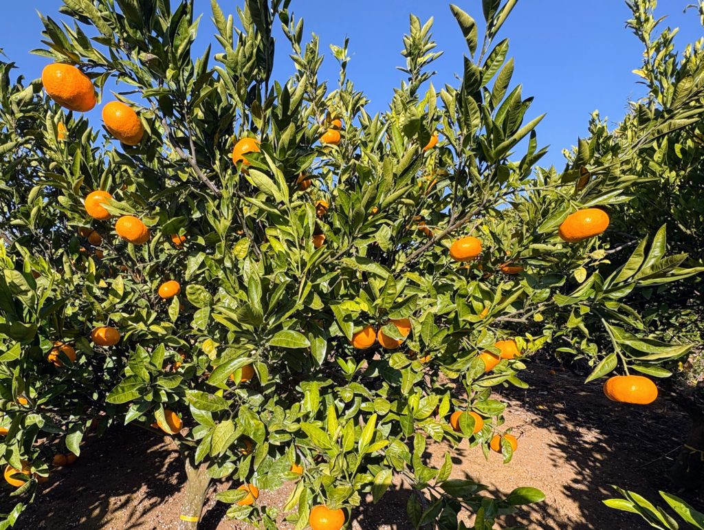 IMG_5206-1024x771 今日もみかんもぎ、明日も