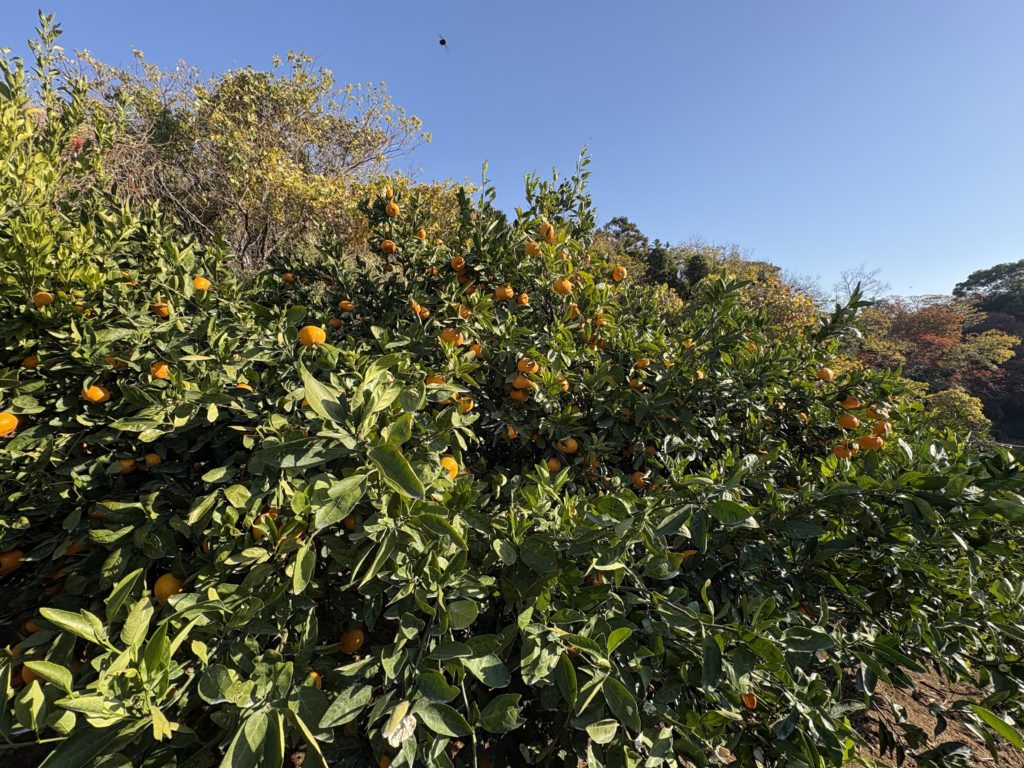 IMG_5207-1024x768 今日もみかんもぎ、明日も