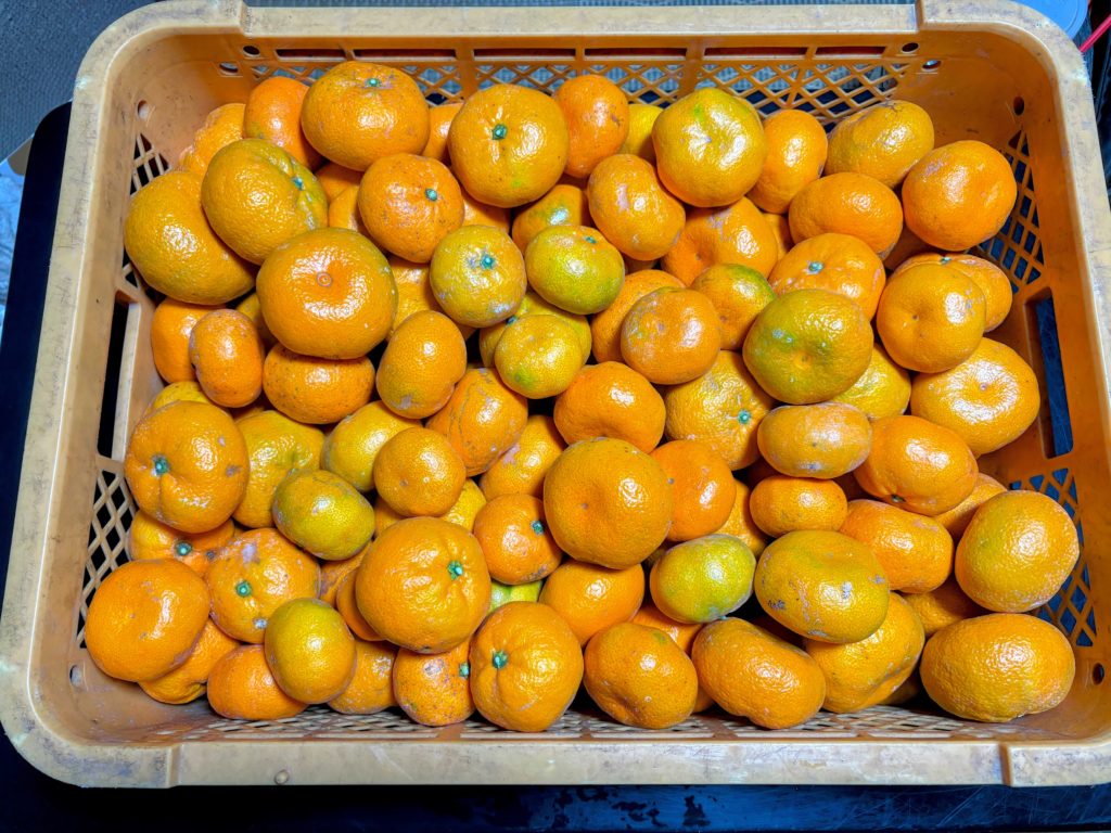 IMG_5219-EDIT-1024x768 今日もみかんもぎ、明日も