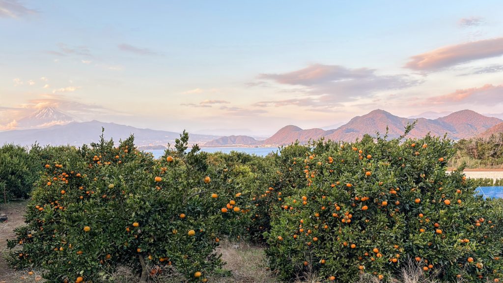 IMG_5237-EDIT-1024x576 今日もみかんもぎ、明日はお休みです