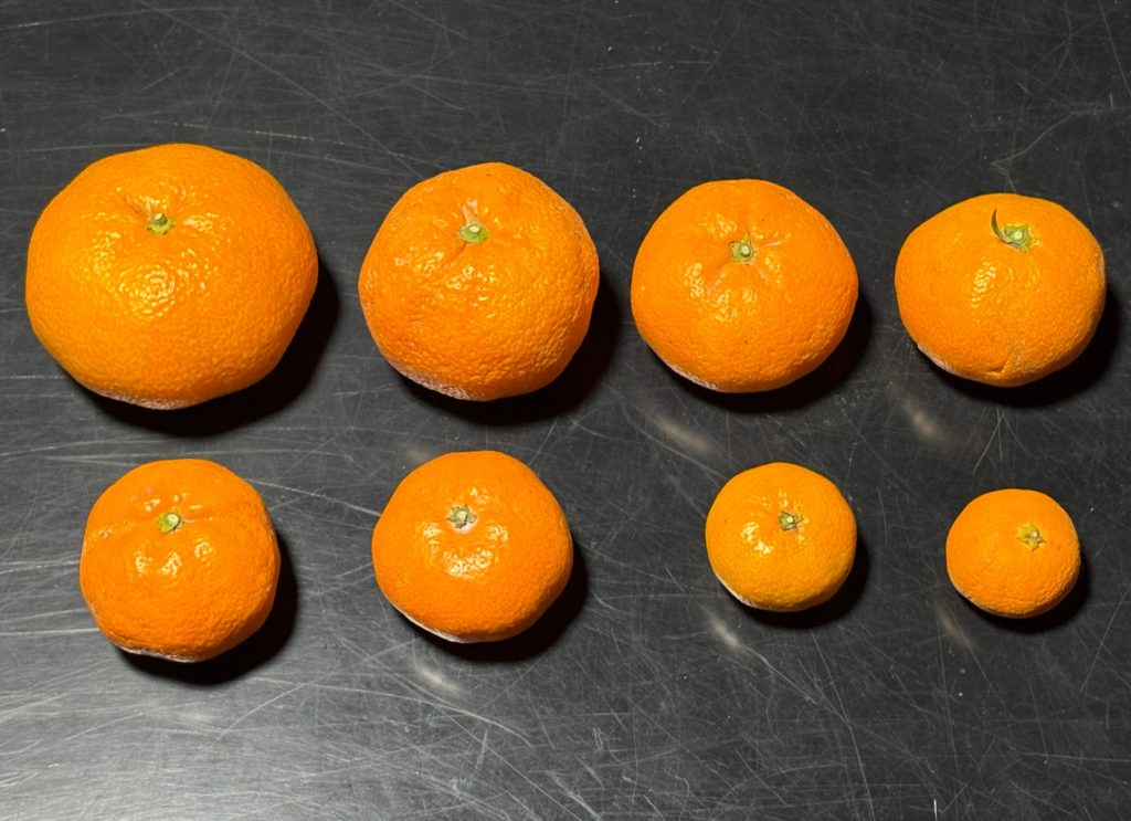 IMG_5253-1024x743 今日もみかんもぎ、明日はお休みです