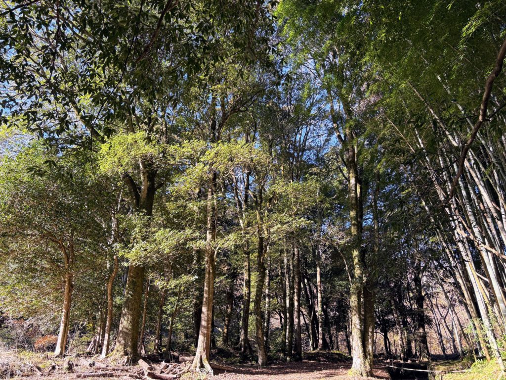 IMG_5254-1024x768 みかんもぎはお休み