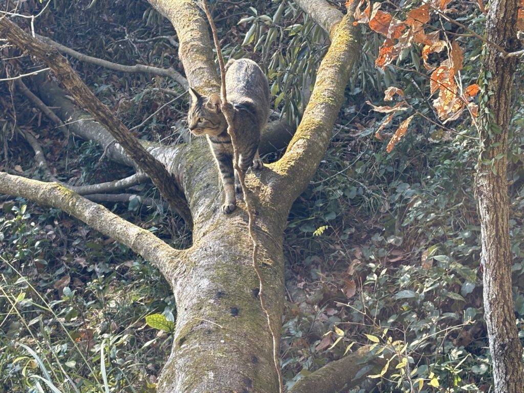 IMG_5267-1024x768 みかんもぎはお休み