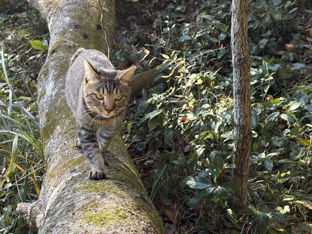 IMG_5268-1024x768 みかんもぎはお休み