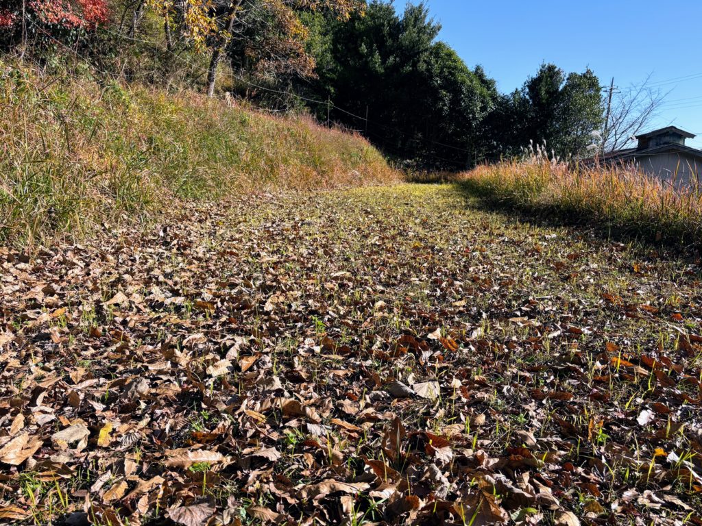 IMG_5273-1024x768 みかんもぎはお休み