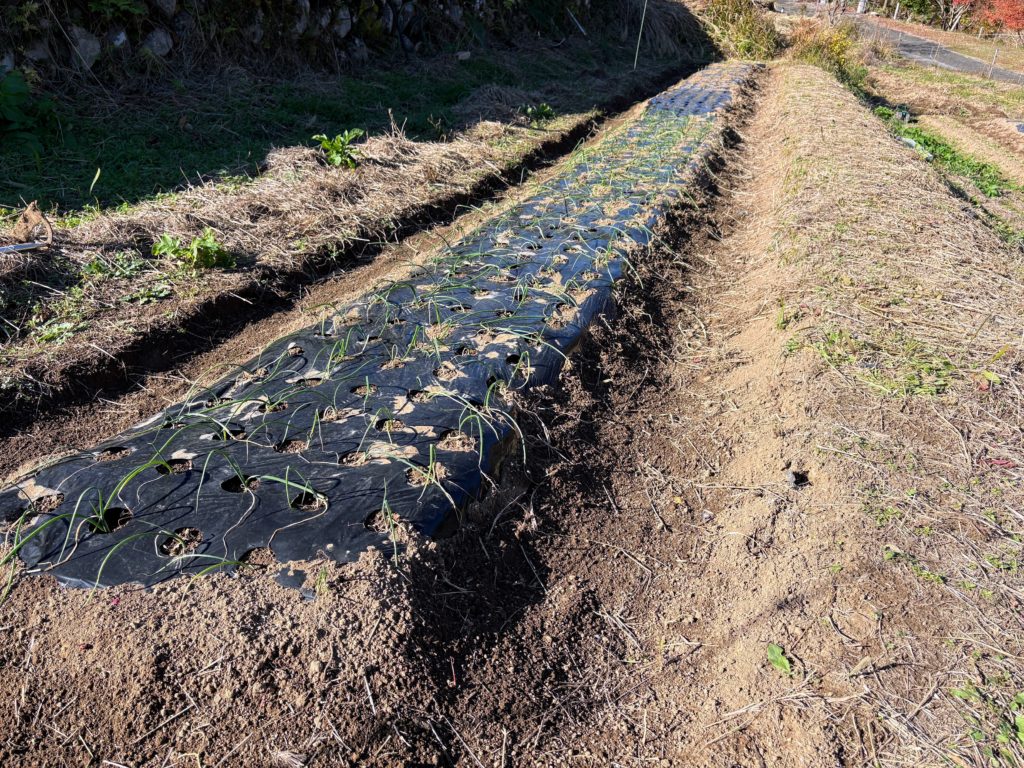 IMG_5277-1024x768 みかんもぎはお休み