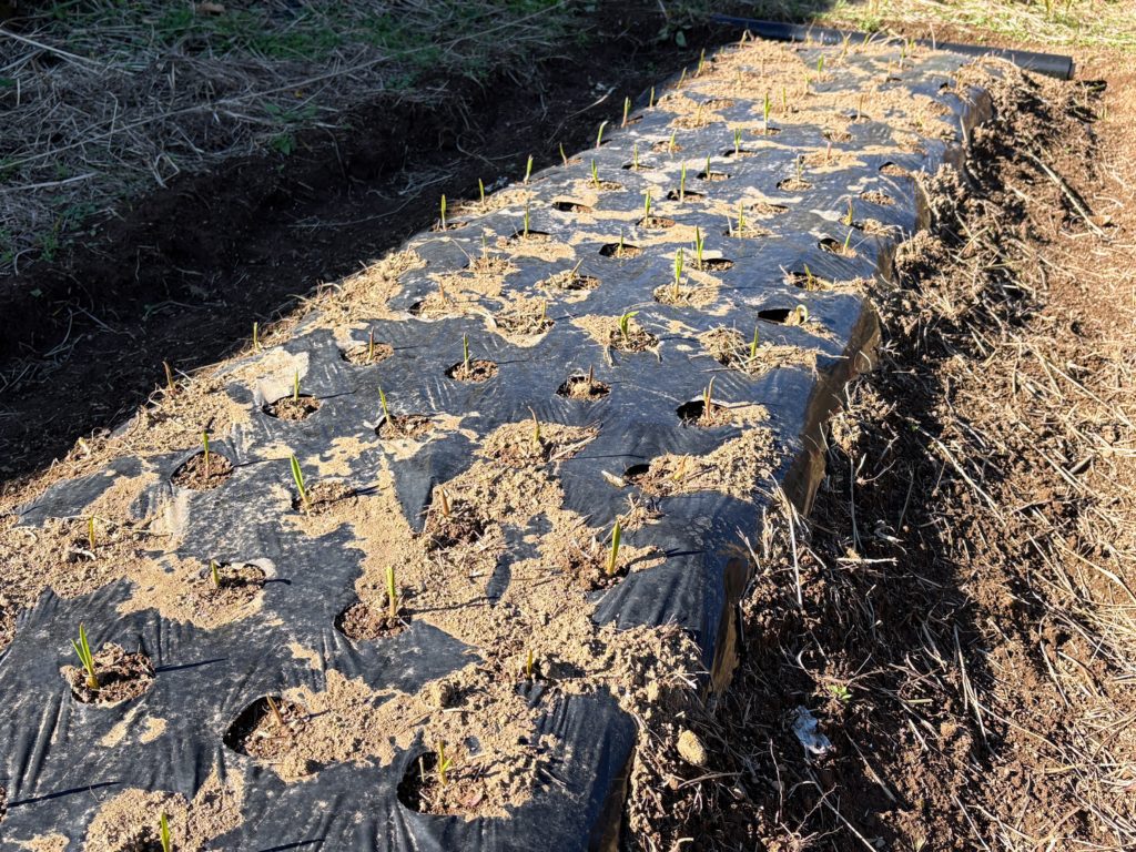 IMG_5283-1024x768 みかんもぎはお休み