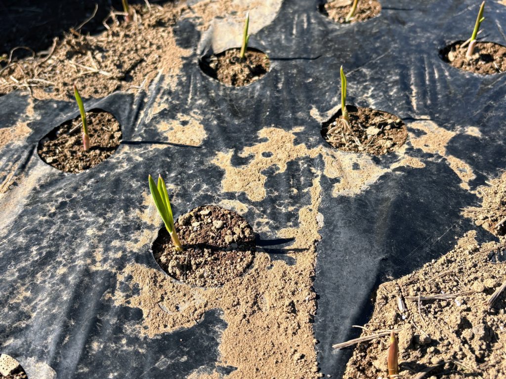 IMG_5284-1024x768 みかんもぎはお休み