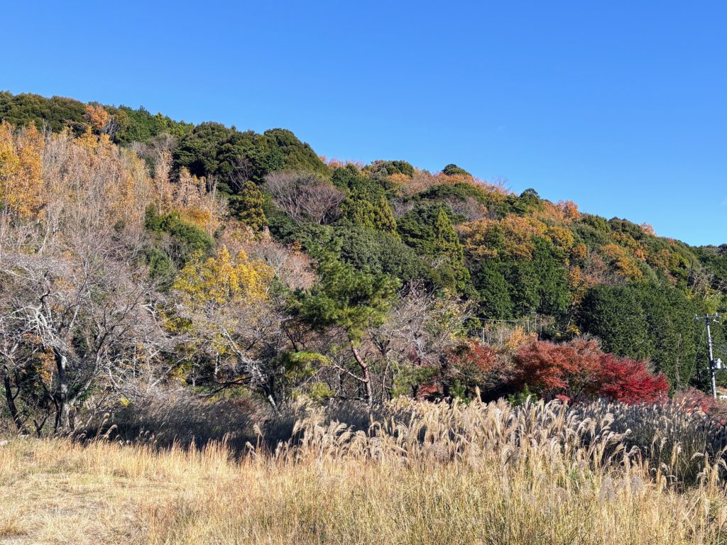 IMG_5286-1024x768 みかんもぎはお休み