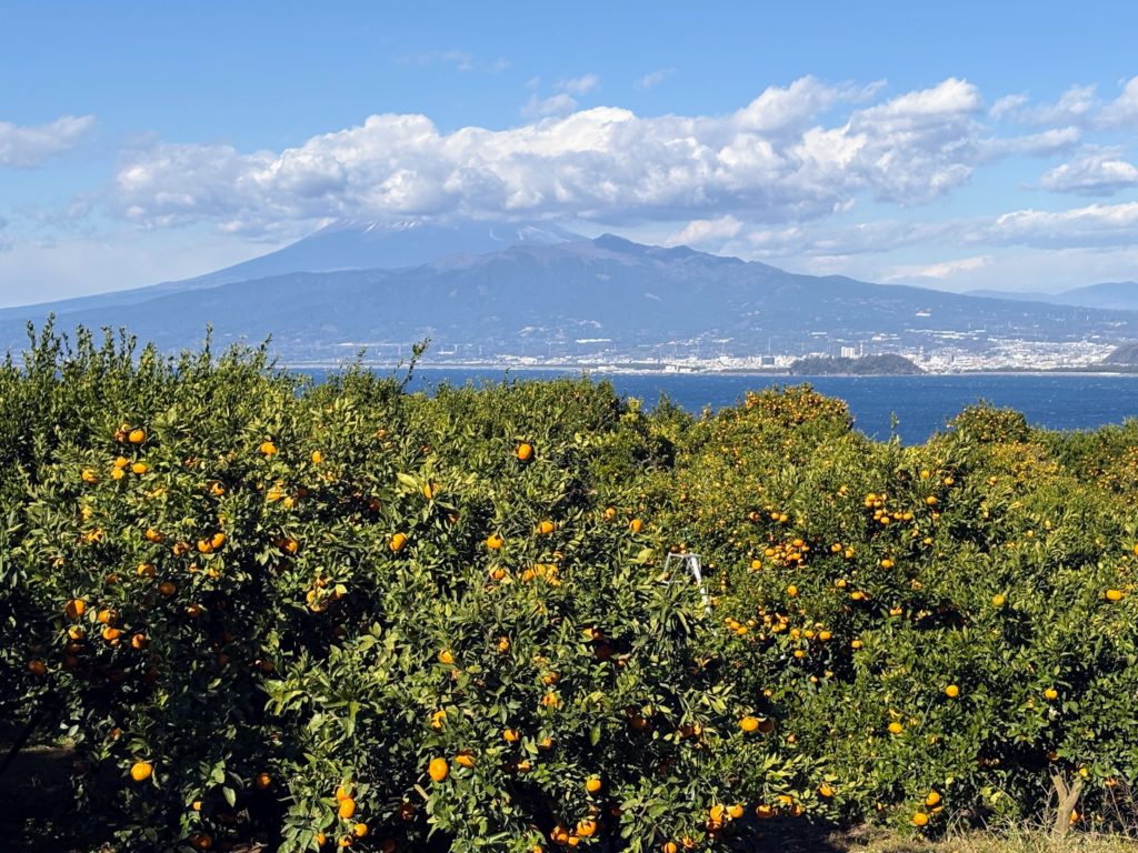 IMG_5297-1024x768 今日からまた、みかんもぎ