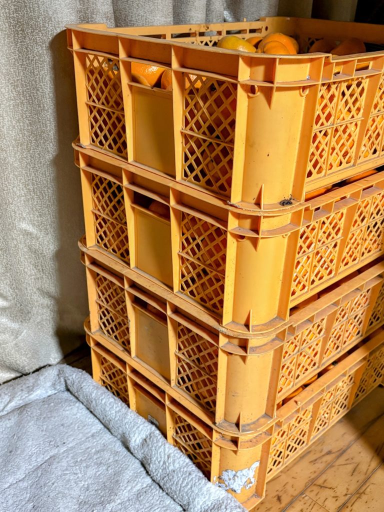 IMG_5301-EDIT-768x1024 今日からまた、みかんもぎ