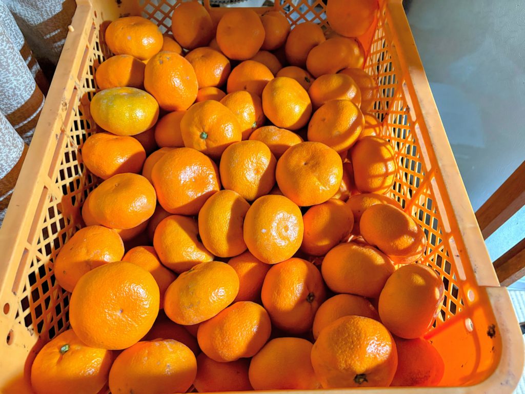 IMG_5304-EDIT-1024x768 今日からまた、みかんもぎ