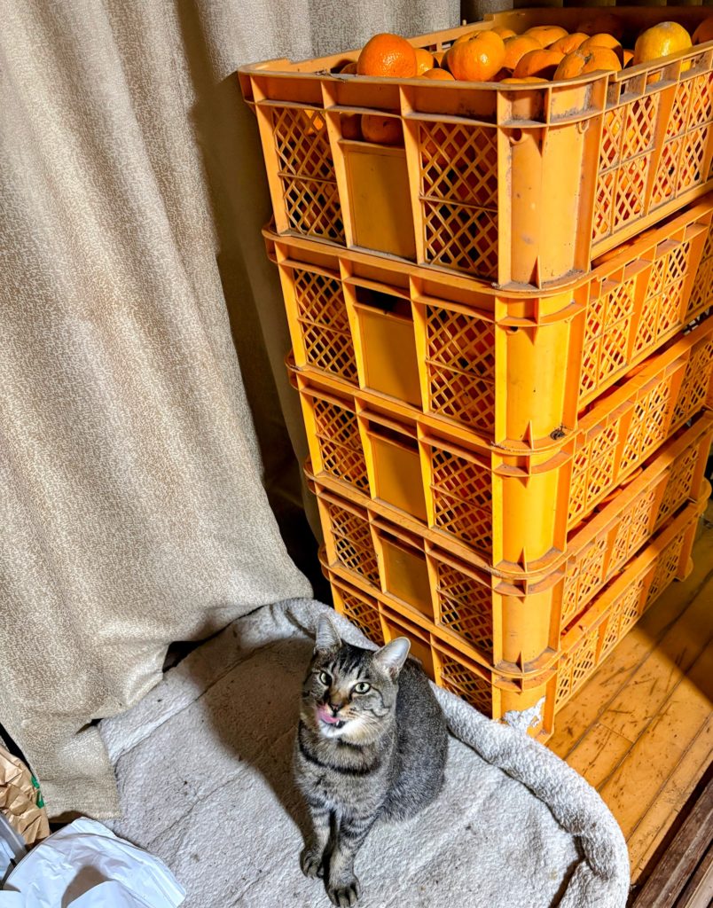 IMG_5315-EDIT-804x1024 初霜、でも、みかんもぎ