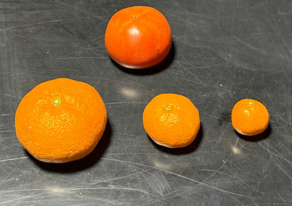 IMG_5320-1024x724 初霜、でも、みかんもぎ