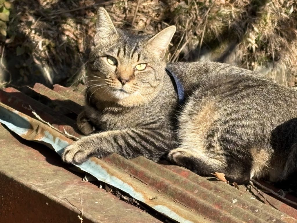 IMG_5331-1024x768 今日から１週間、みかんもぎの手伝いを休みます。