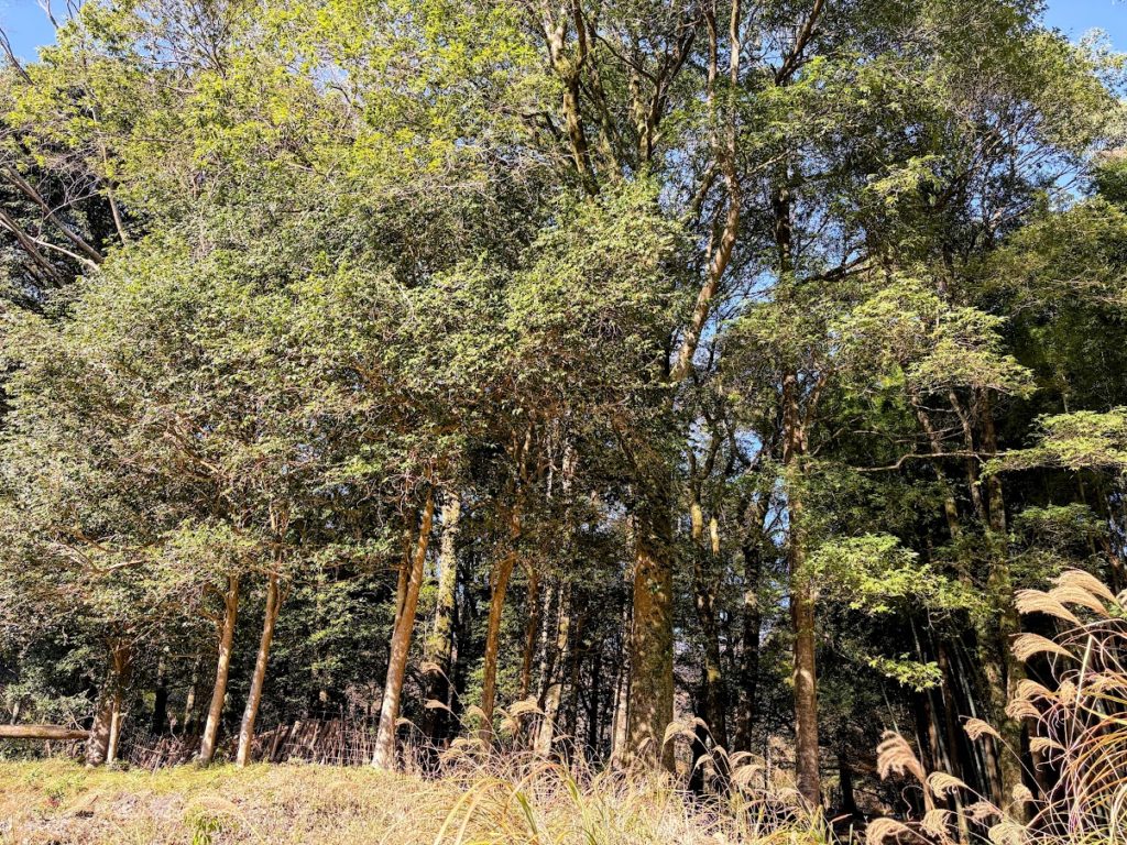 IMG_5336-EDIT-1024x768 今日から１週間、みかんもぎの手伝いを休みます。