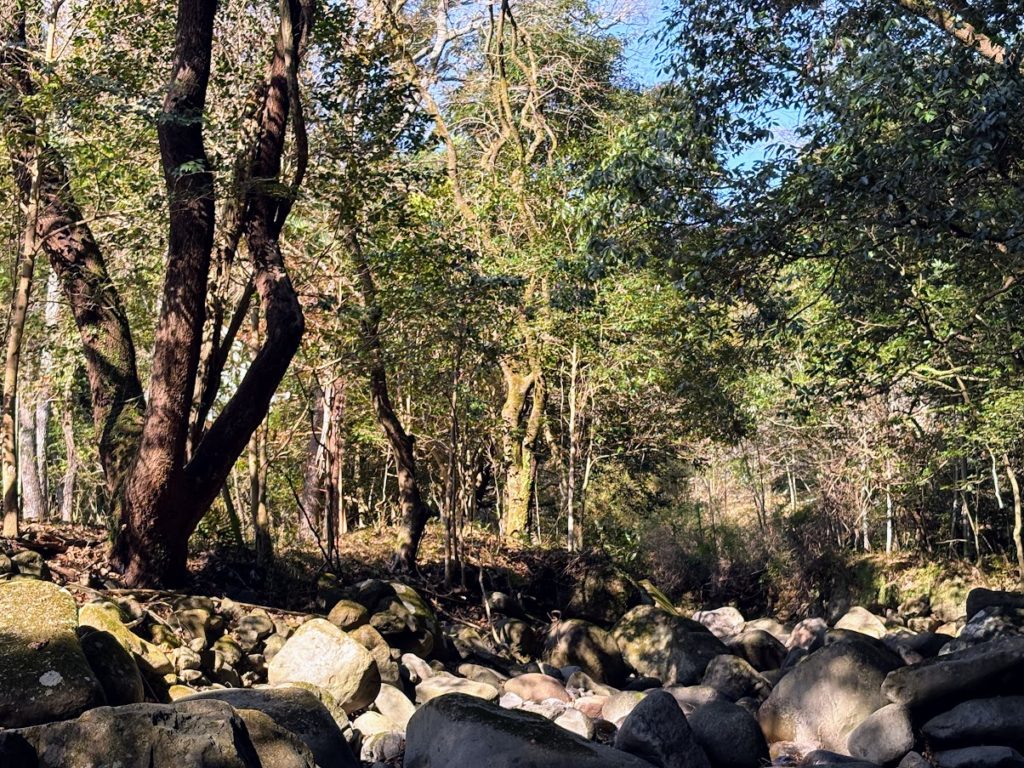 IMG_5351-1024x768 今日から１週間、みかんもぎの手伝いを休みます。