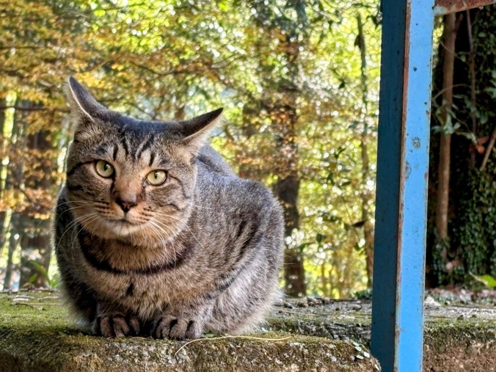 IMG_5356-EDIT-1024x768 今日から１週間、みかんもぎの手伝いを休みます。