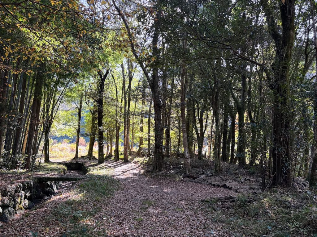 IMG_5358-1024x768 今日から１週間、みかんもぎの手伝いを休みます。