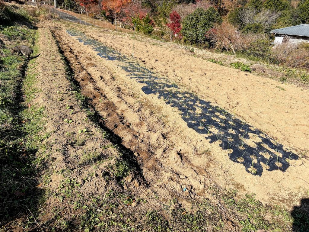 IMG_5361-EDIT-1024x768 今日から１週間、みかんもぎの手伝いを休みます。