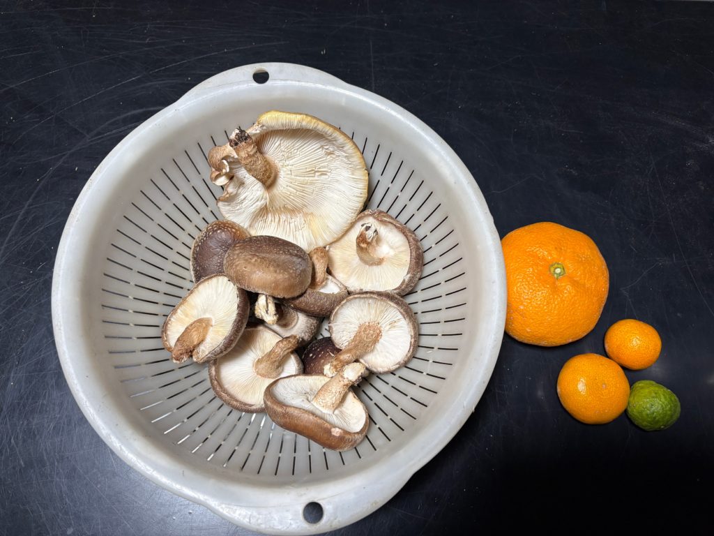 IMG_5371-1024x768 今日から１週間、みかんもぎの手伝いを休みます。