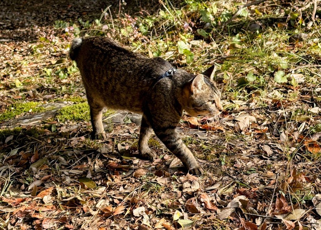 IMG_5389-EDIT-1024x733 退屈だなぁ！