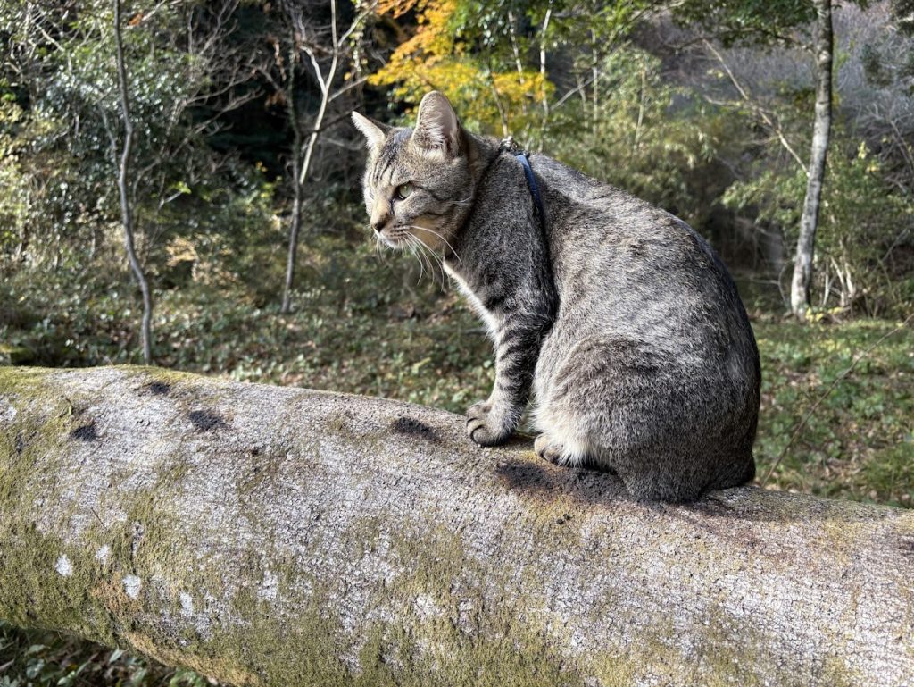 IMG_5412-1024x769 退屈だなぁ！