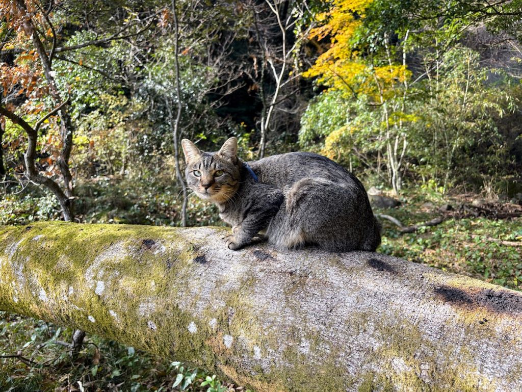 IMG_5413-1-1024x769 今年の漢字