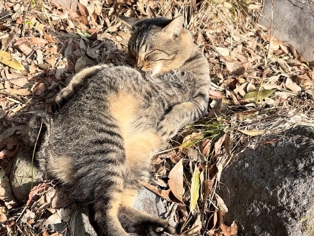 IMG_5425-1024x769 退屈だなぁ！