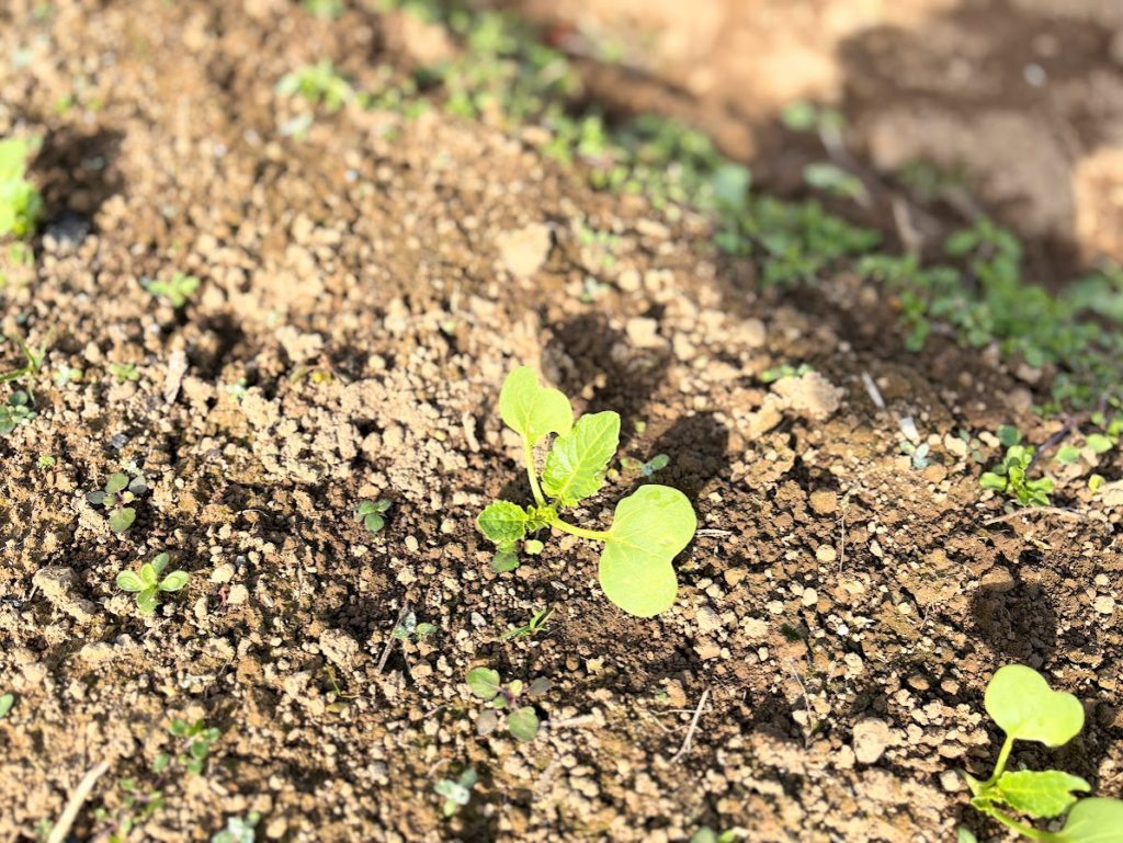 IMG_5436-1024x769 退屈だなぁ！