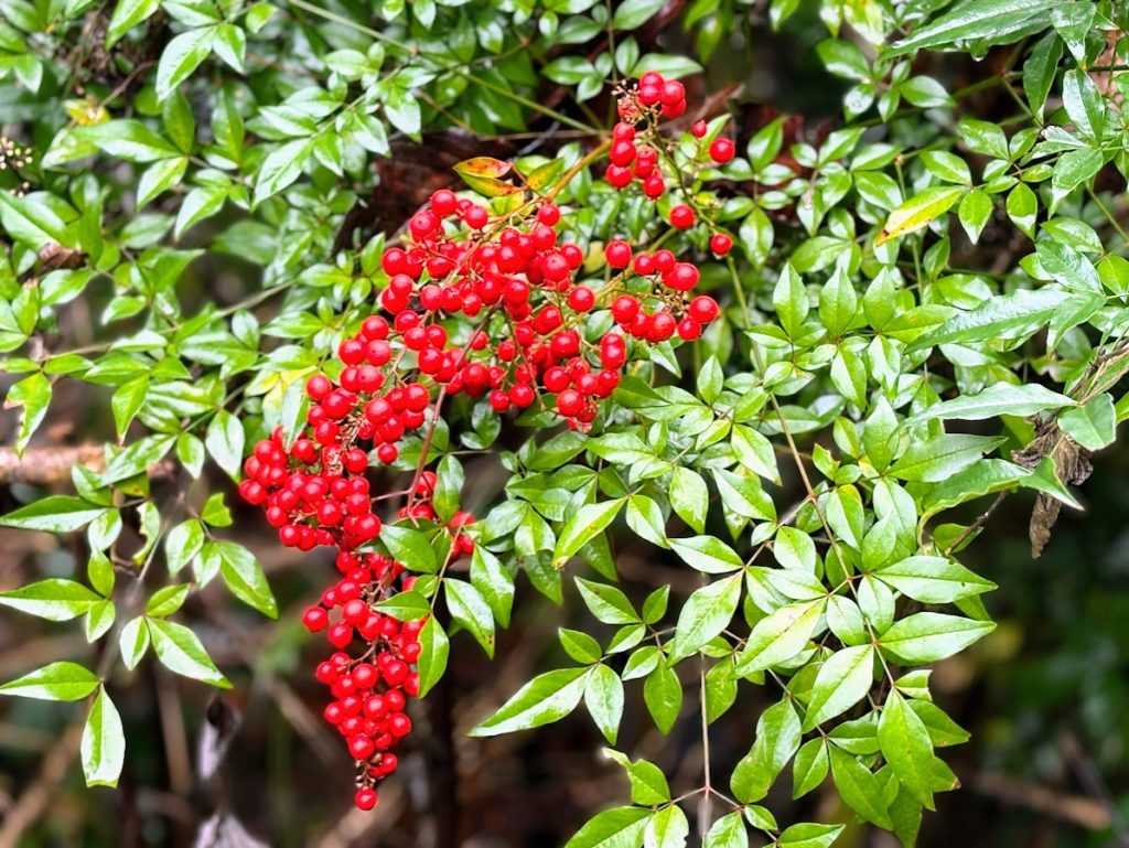 IMG_5457-1024x769 今年の漢字